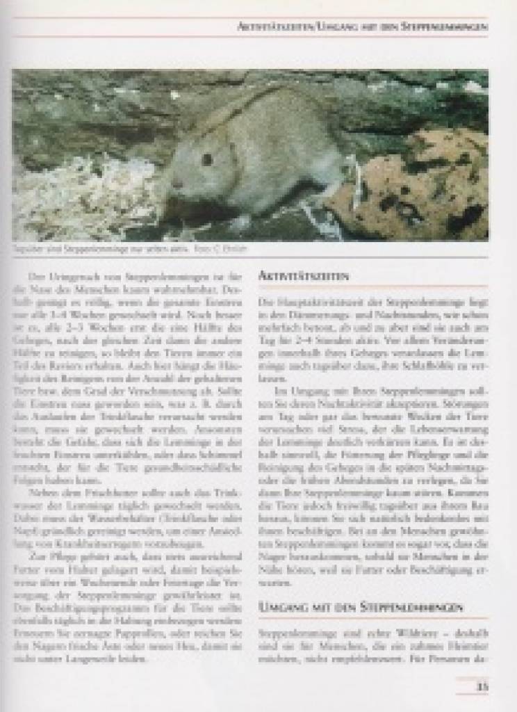 Steppenlemminge und andere Wühlmäuse